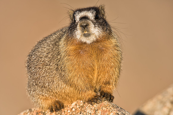 Marmot Baby-02889