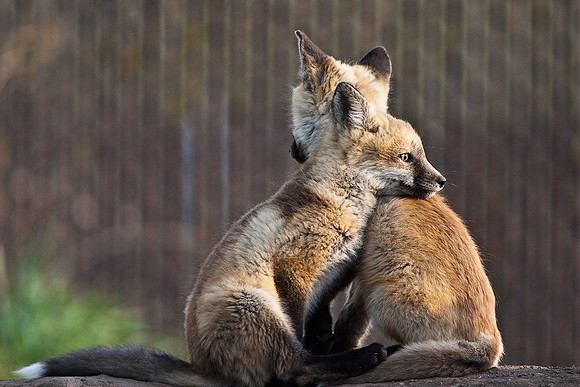 Fox Kit-6369