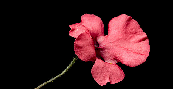 Floral Macro-06164