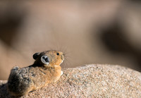 Pika-04585