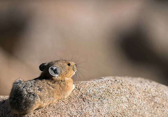 Pika-04585