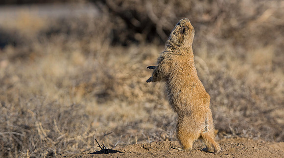 Prairie Dog Dancing-3036