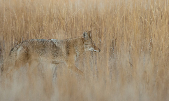 Coyote-5112