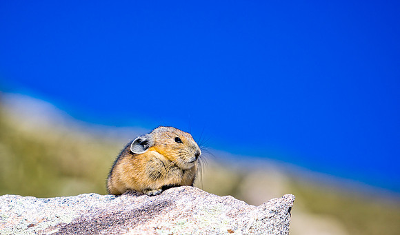 Pika-9146-1