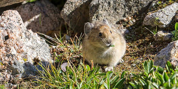 Pika-1210-1