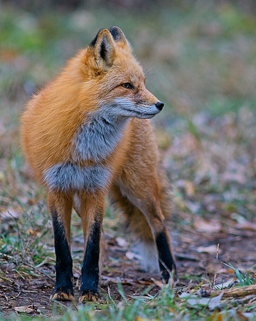Red Fox-5433