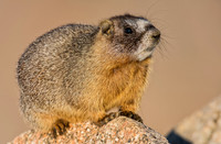 Pika-02895