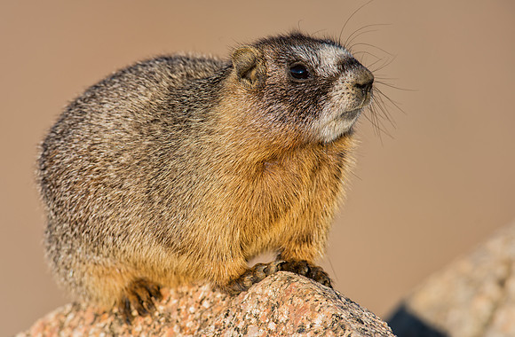 Pika-02895