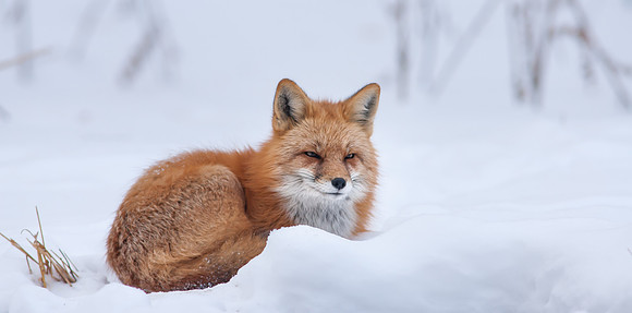 Snow Grumpy-7340