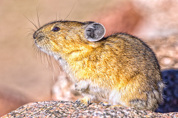 Pika-7479-1-