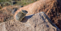 Mirrorless Pikas