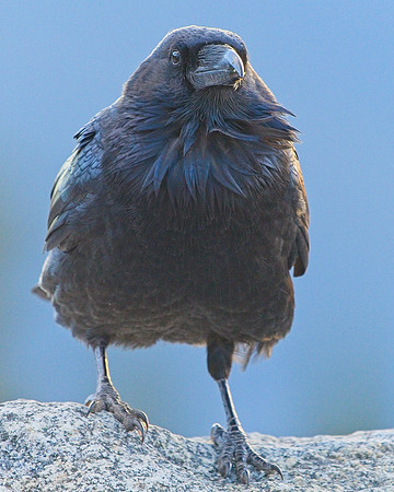Raven (112)
