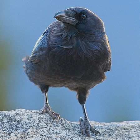 Raven (105)