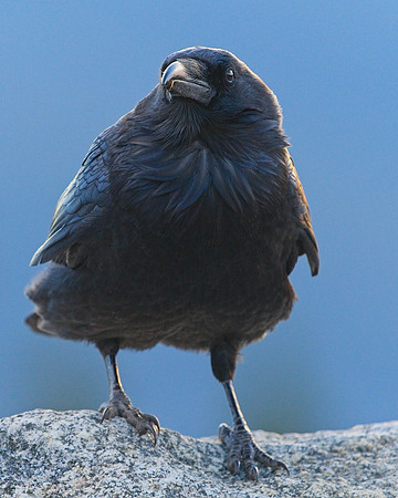 Raven (127)