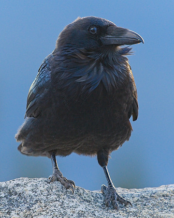 Raven (121)