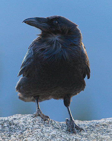 Raven (130)