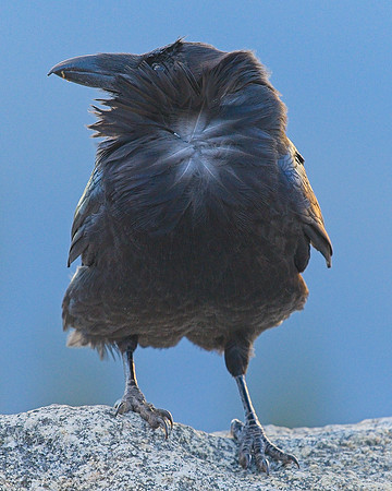 Raven (134)