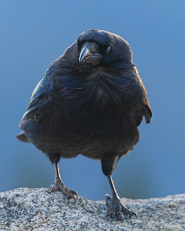 Raven (139)