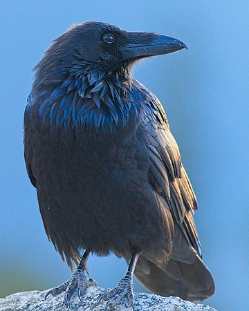 Raven (1)