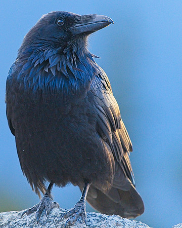 Raven (4)