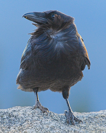 Raven (144)