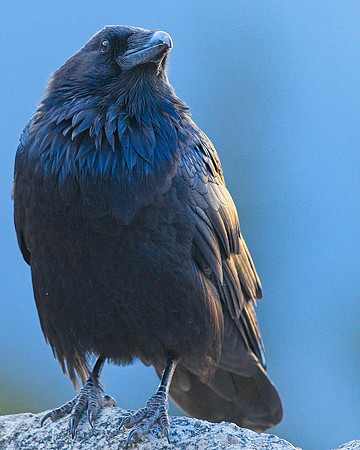 Raven (9)