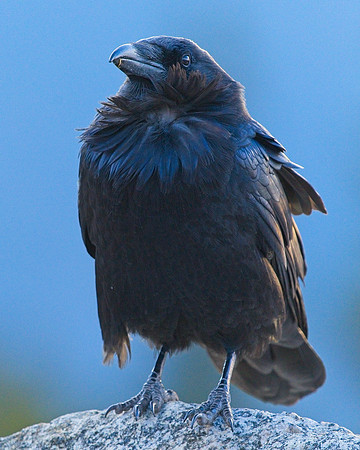 Raven (13)