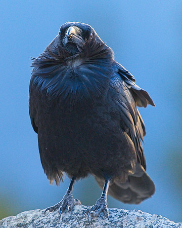 Raven (14)