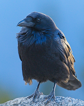Raven (19)