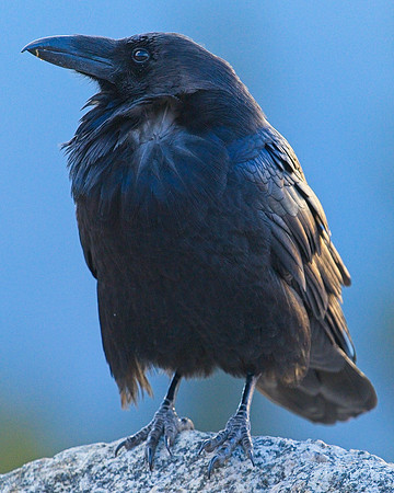 Raven (27)