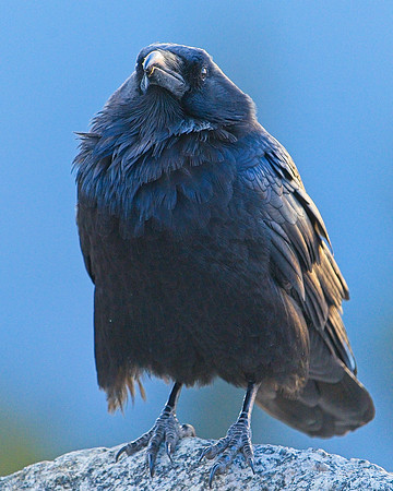 Raven (37)