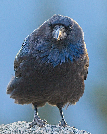 Raven (50)