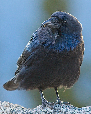 Raven (61)