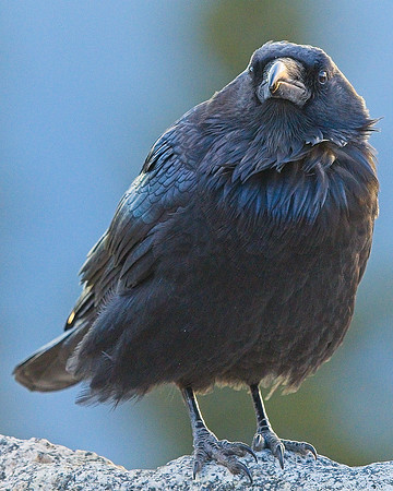 Raven (70)