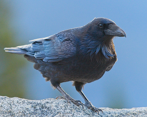Raven (82)