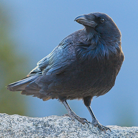 Raven (88)