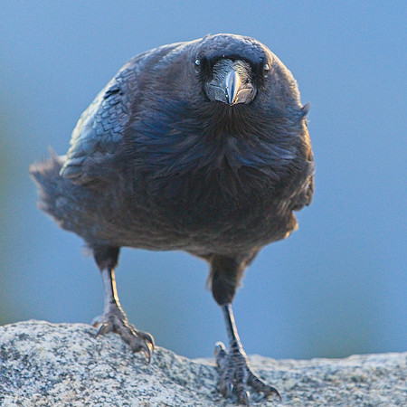 Raven (103)