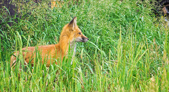 Red Fox-6729-1