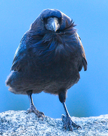 Raven (145)