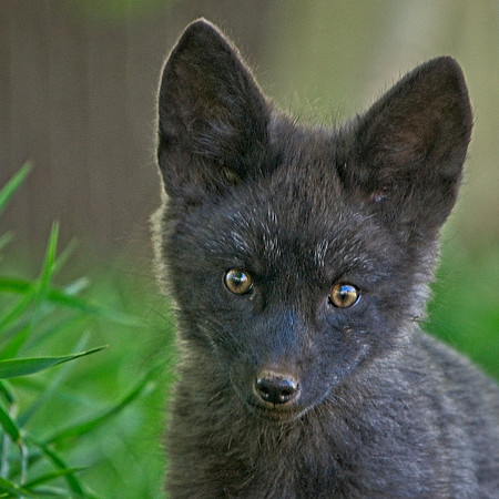 Fox Kits-0206