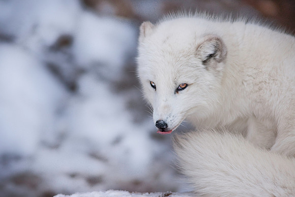 Arctic Fox-9251.jpg