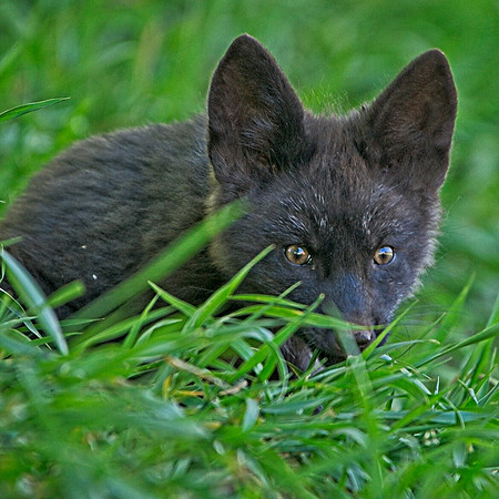 Fox Kits-0143