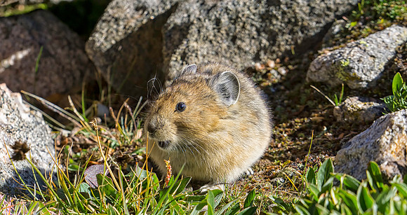 Pika-1178-1