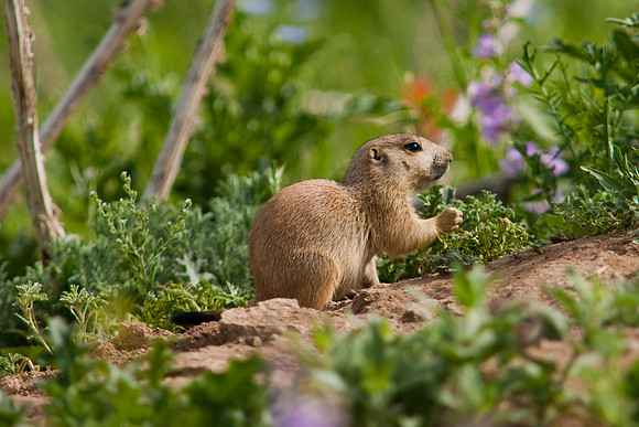 Prarie Dog-9919
