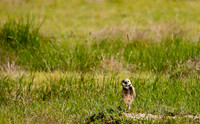 Burrowing Owl-3177