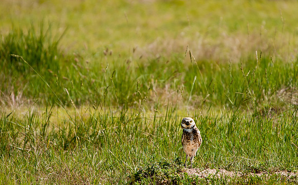 Burrowing Owl-3177