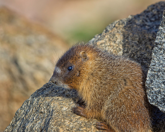 Marmot Baby-9053-1