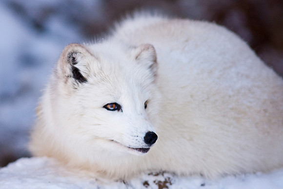 Arctic Fox-9209.jpg