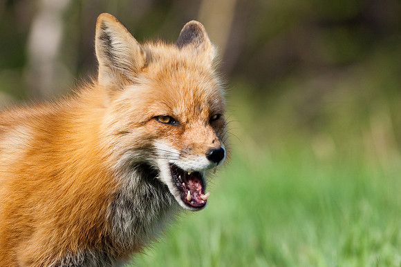 Red Fox-3306