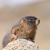 Mt Evans1_273